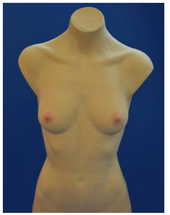 外科女性半身模型 sims-btm0612