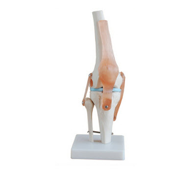 自然大膝关节模型 ry-a1019