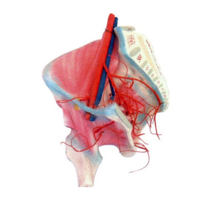 髋肌及髂内动脉分布模型 yj/jj1298