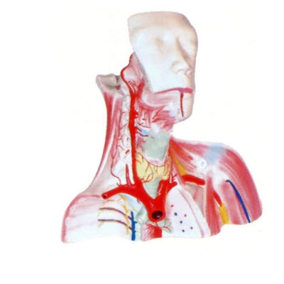 颅腔及头颈胸局部解剖模型 yj/jj1282
