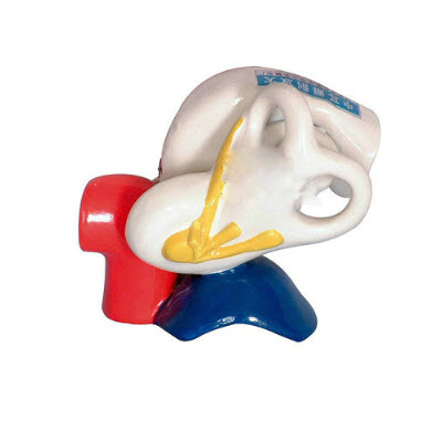 中耳解剖放大模型 yj/lm1183