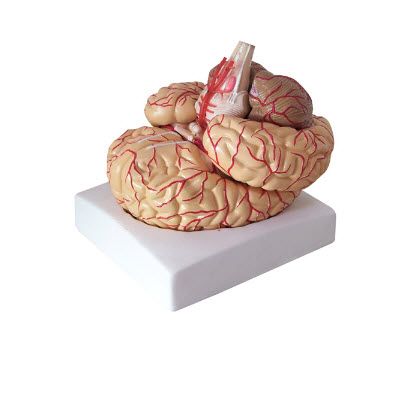 脑动脉模型（9部件） YJ/SJ0020-2