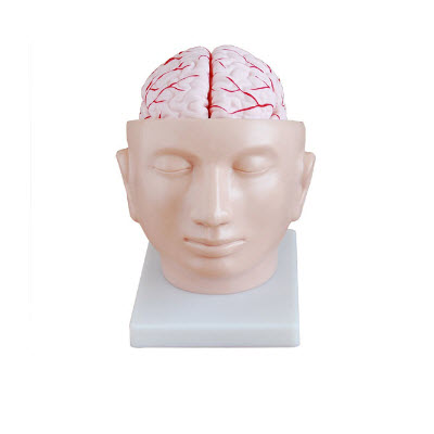 头部附脑动脉模型 YJ/SJ0019