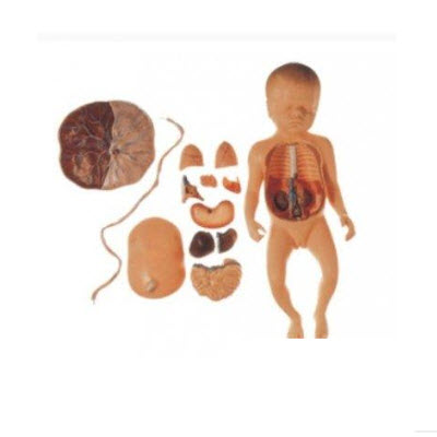 胎盘脐带与胎儿附内脏模型 GD/A42008