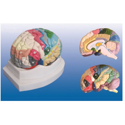 大脑皮质分区模型 YJ/SJ007