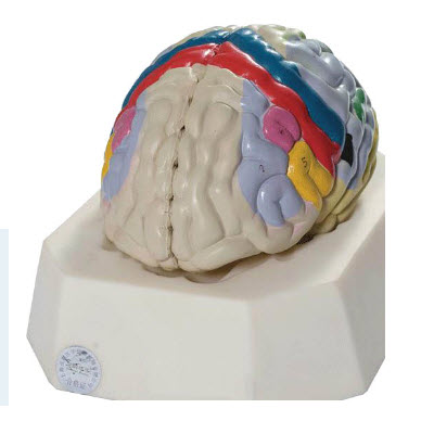 大脑皮质功能定位模型 YJ/SJ005