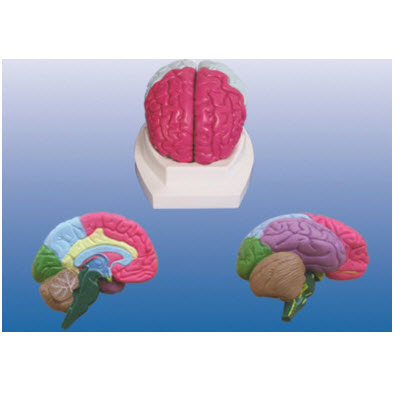 大脑分叶模型 YJ/SJ004
