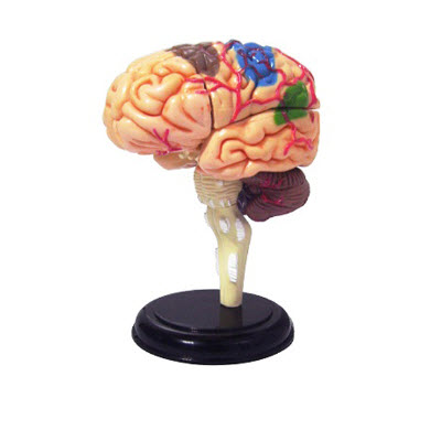 4D脑解剖模型（32部件） YJ/SJ003
