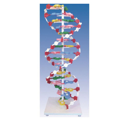 DNA结构模型 YJ/ZZ2016-1