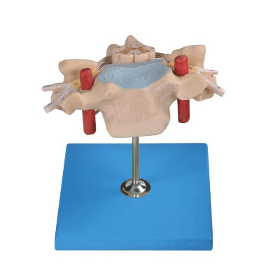 颈椎附脊髓和脊神经放大模型 YJ/SJ106