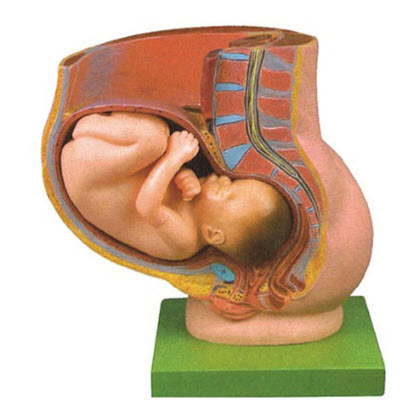 骨盆含妊娠九个月胎儿程模型 YJ/ZZ2006