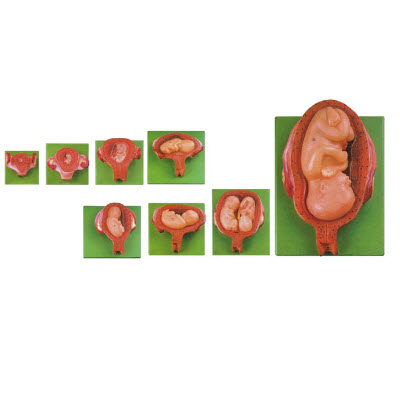 妊娠胚胎发育过程模型 YJ/ZZ2005