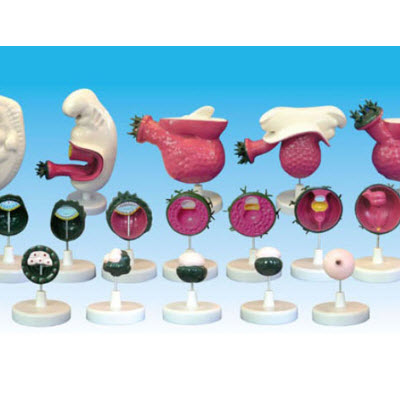 人体胚胎模型（17部件） YJ/ZZ2004