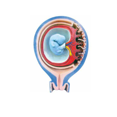 胎儿胎膜与子宫的关系模型 YJ/ZZ2047