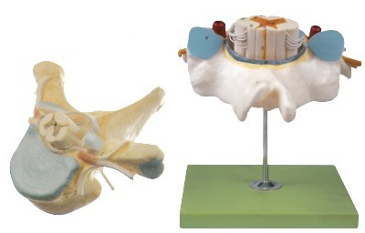 胸椎附脊髓和脊神经放大模型 YJ/SJ107