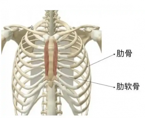 肋骨板系统 贝思达