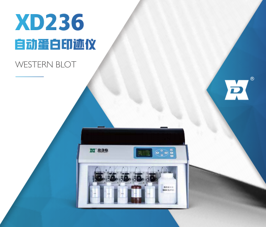 迅达自动蛋白印迹仪xd236型